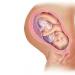 Седьмой месяц беременности: развитие плода, обследования и другие особенности Какой живот должен быть на 7 месяце беременности